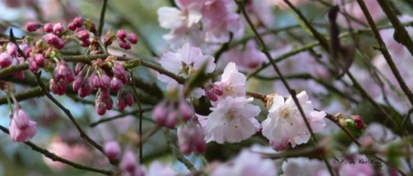 Bois des Moutiers (125) mars 2012